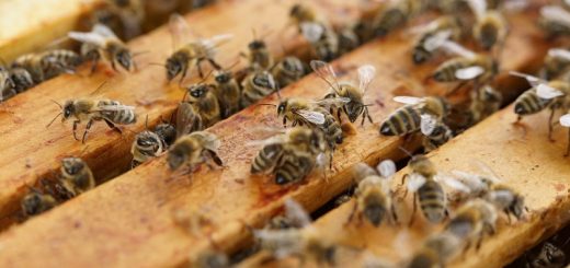 Bees robbery often happens during winter or fall